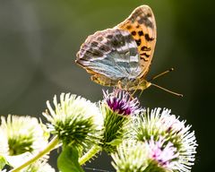 Insekten-46515-20200728