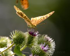 Insekten-46522-20200728