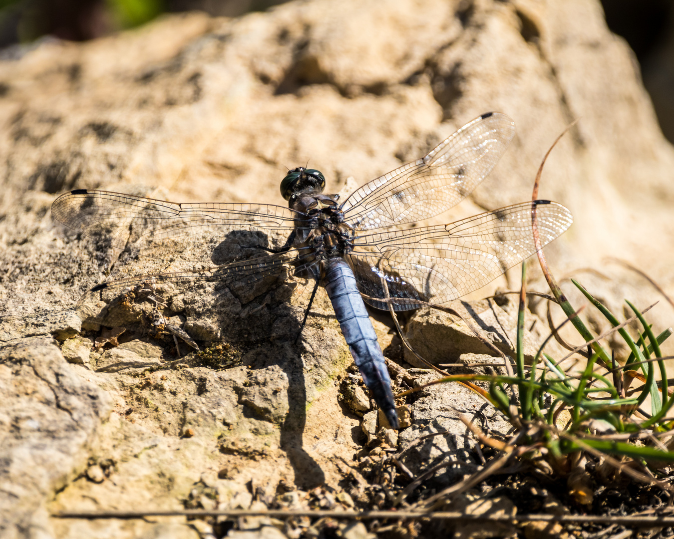 Insekten-47570-20200822