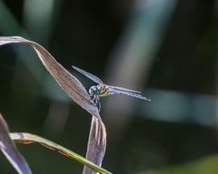 Insekten-47584-20200822