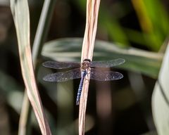 Insekten-47596-20200822