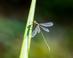 Insekten-47902-20200912