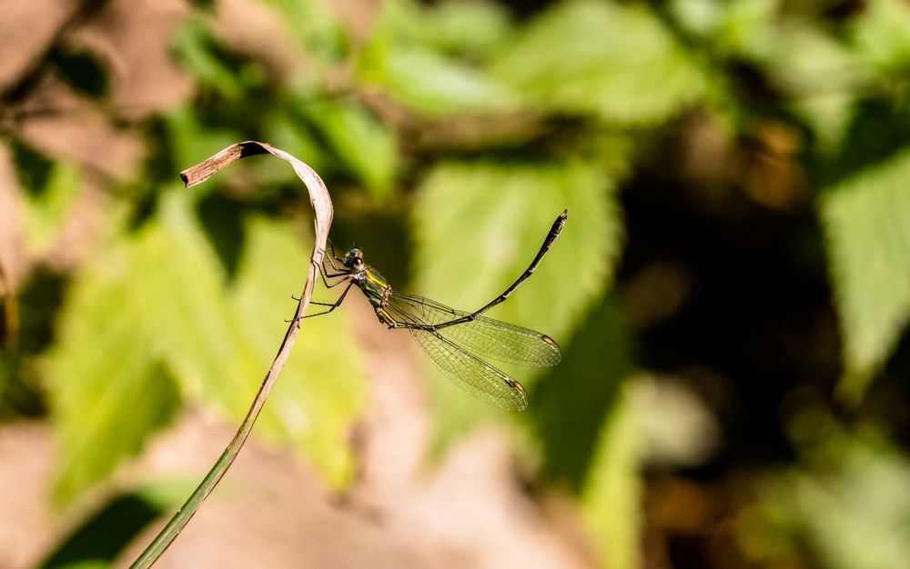 Insekten-47915-20200912