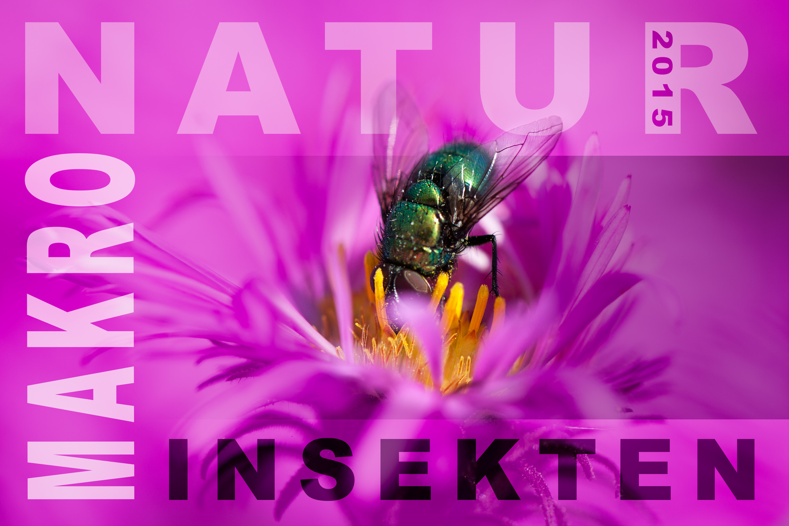 INSEKTEN