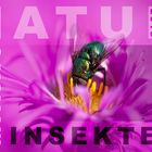 INSEKTEN