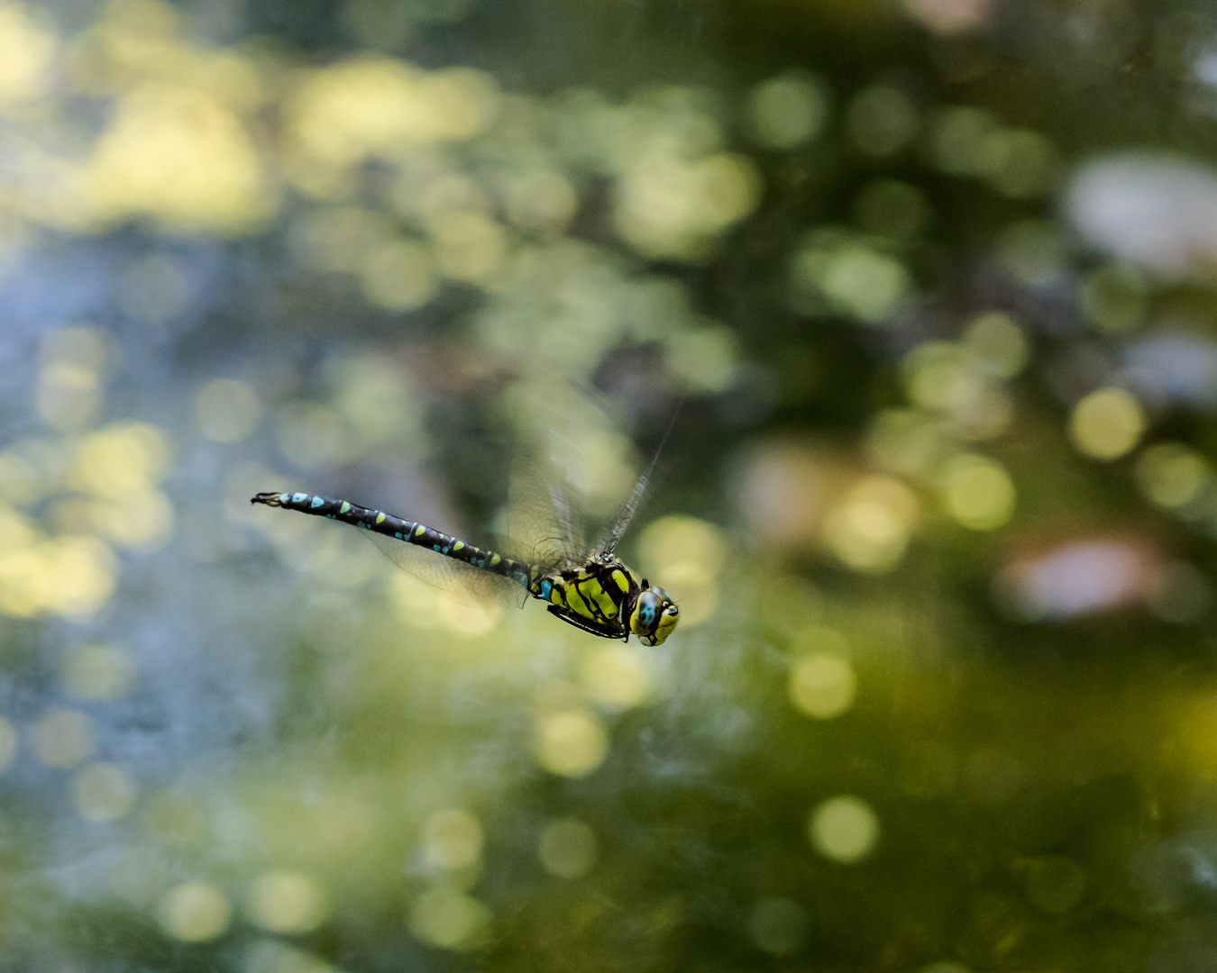 Insekten-48050-20200913