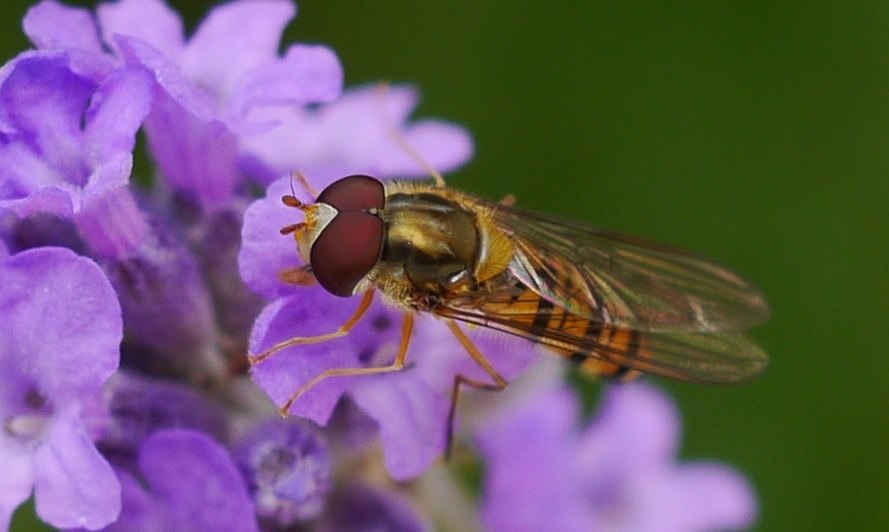 Insekten...