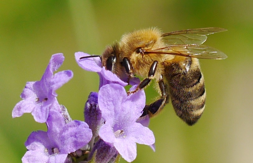 Insekten...