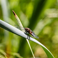 Insekten-55359-20210613