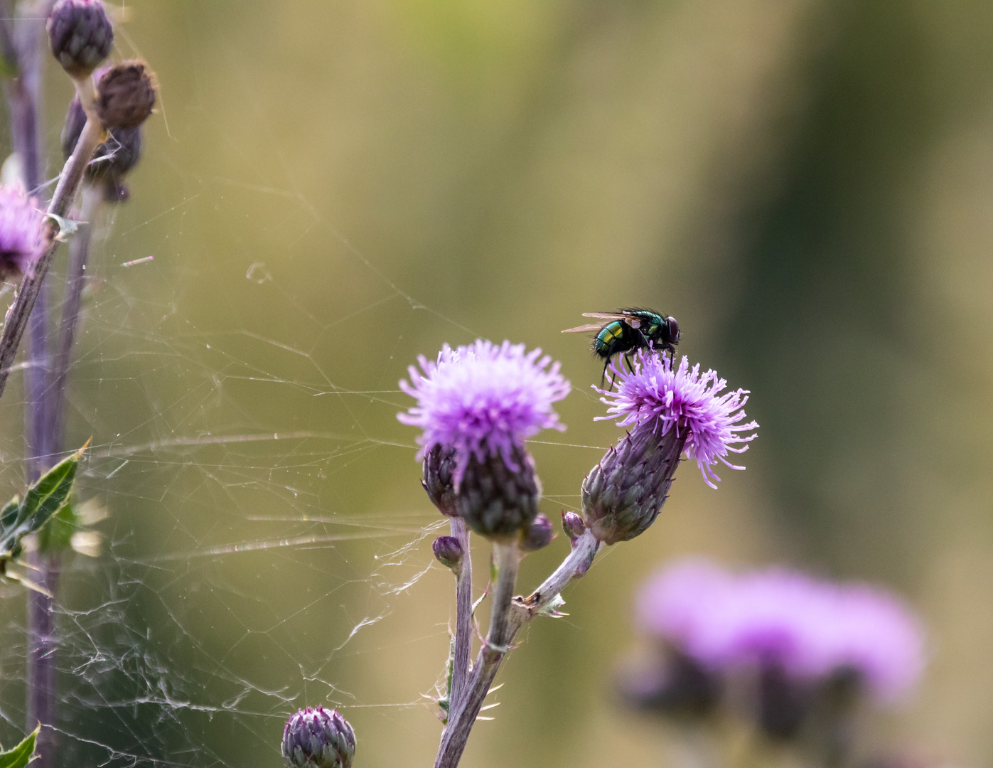 Insekten-56023-20210704