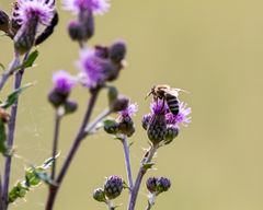 Insekten-56028-20210704