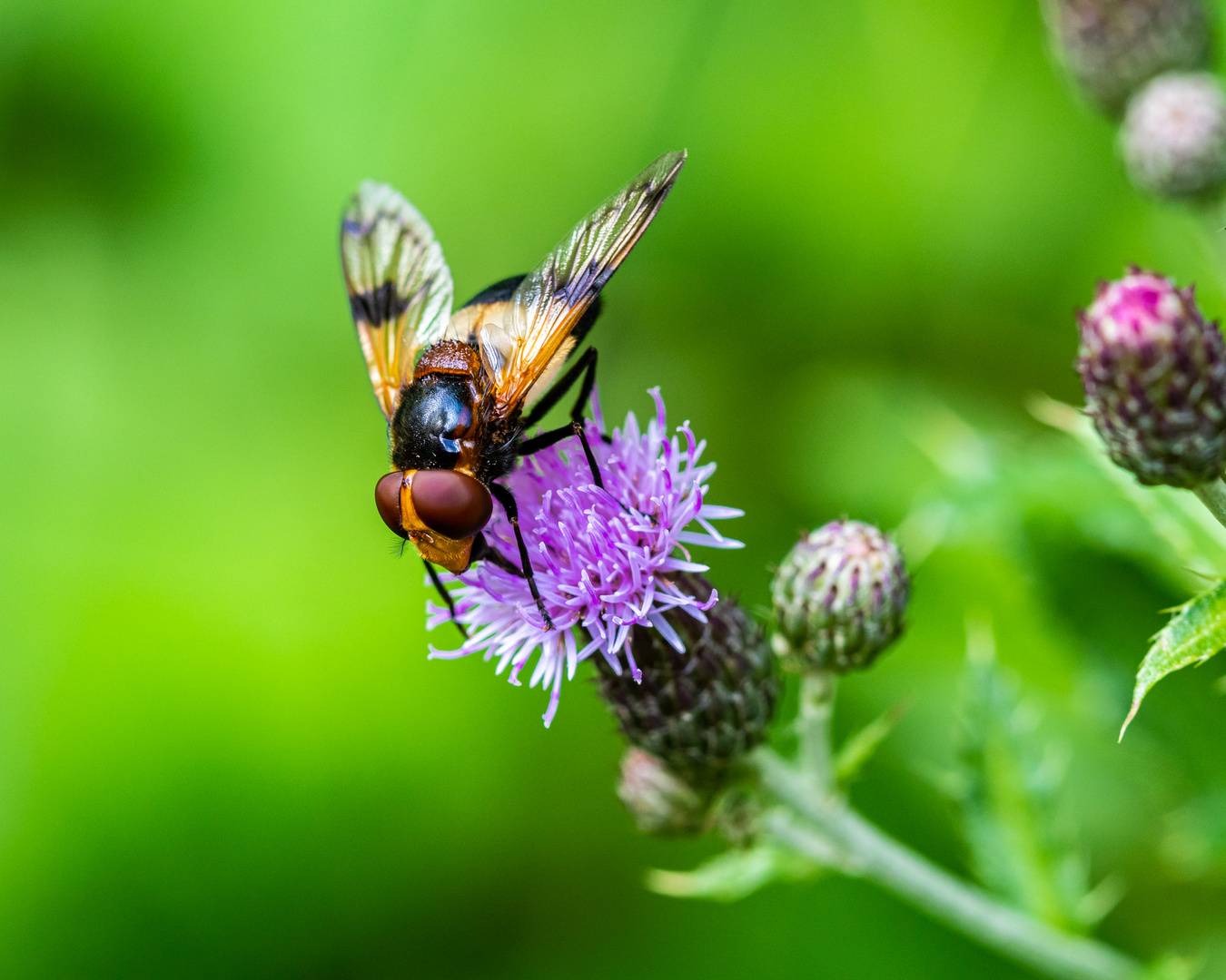 Insekten-56460-20210731