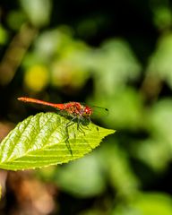 Insekten-56555-20210801