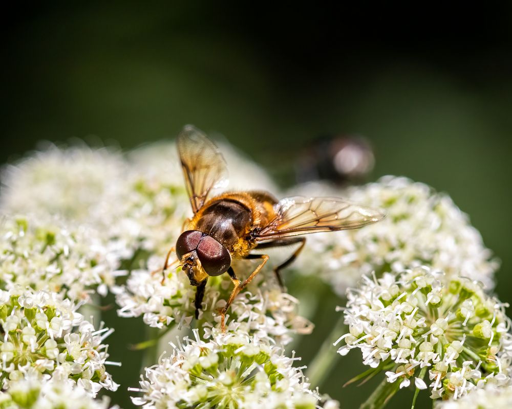 Insekten 56564 20210801 Foto And Bild Tiere Wildlife Insekten Bilder