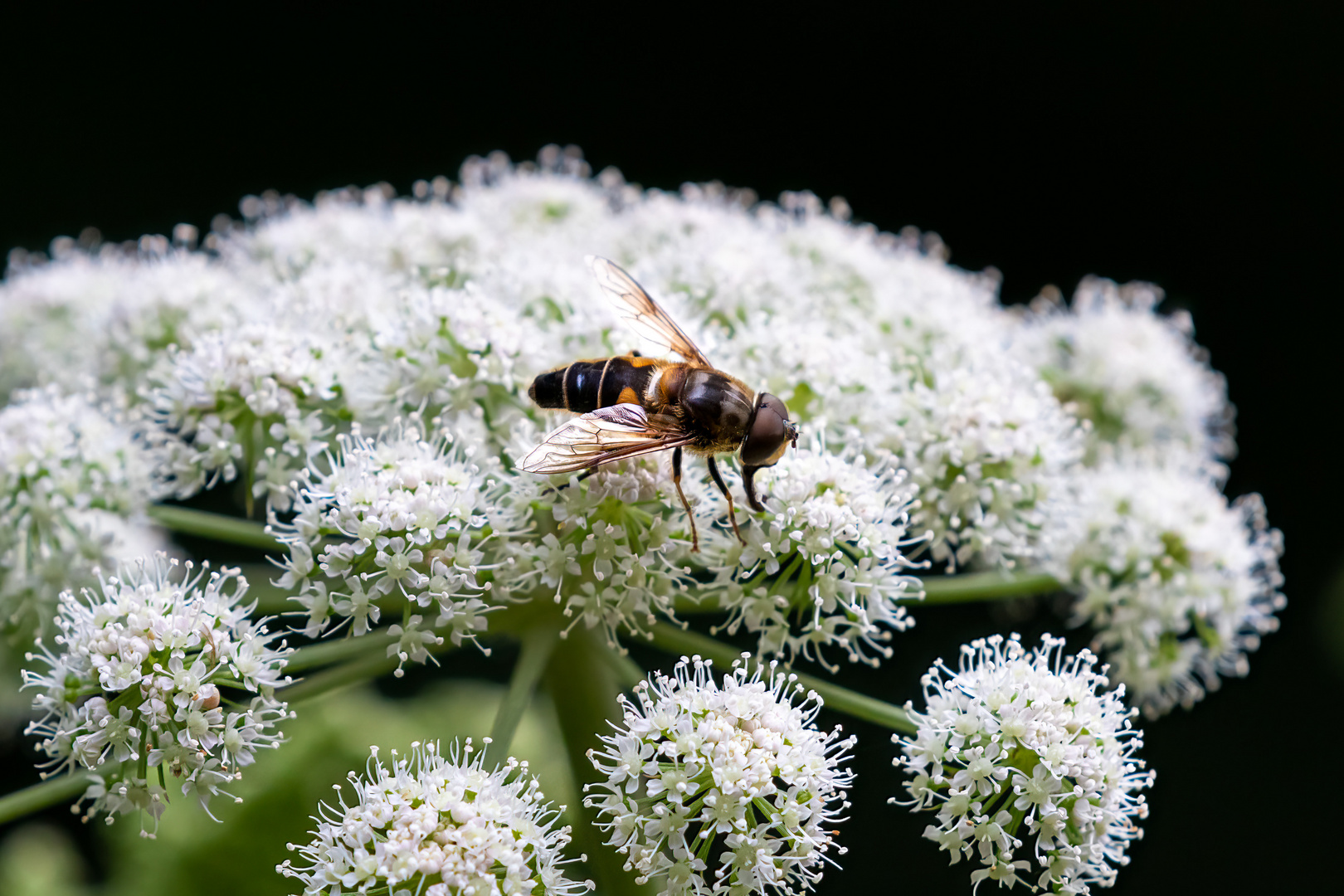 Insekten-56669-20210807