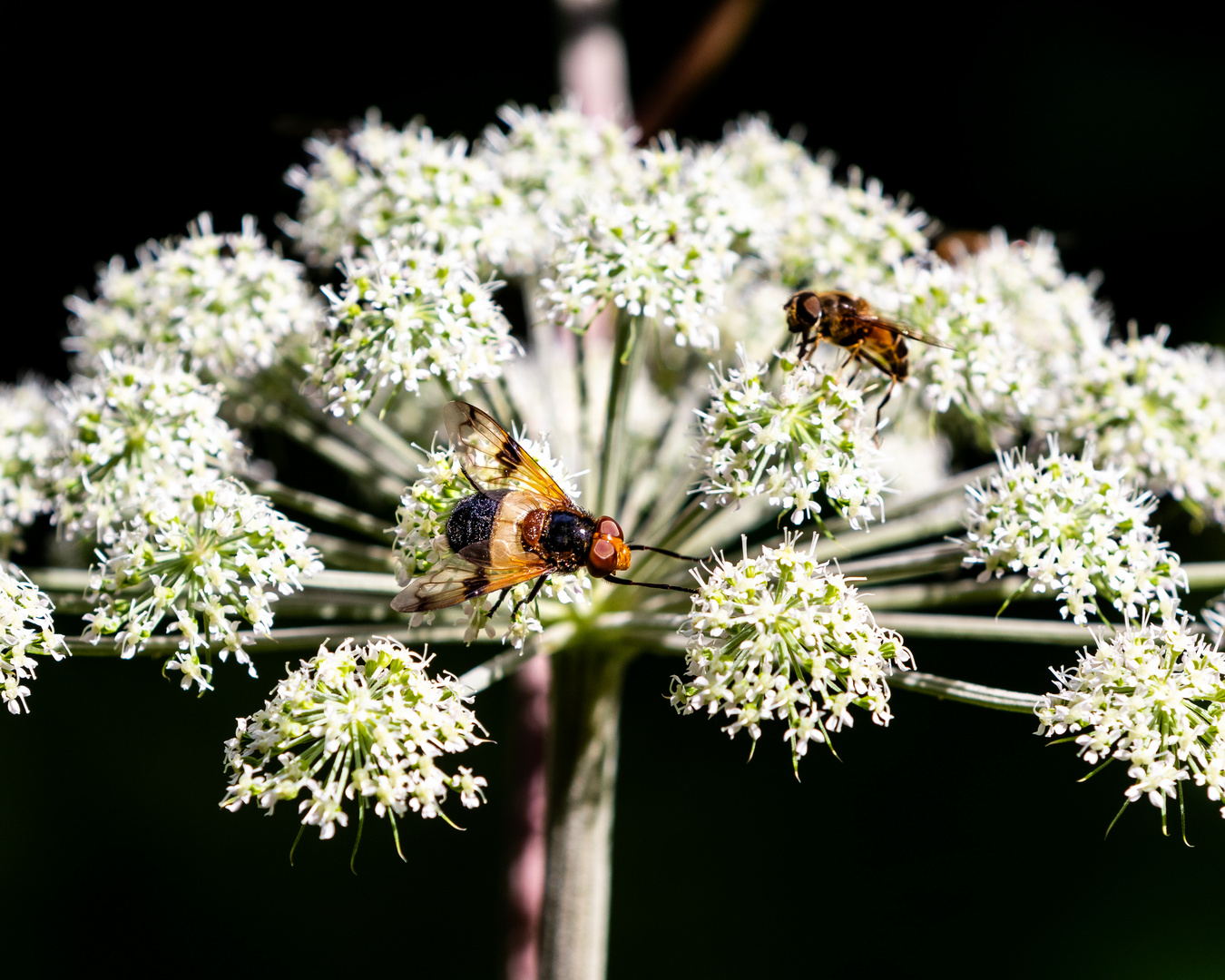 Insekten-56746-20210808