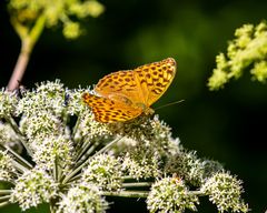 Insekten-56754-20210808