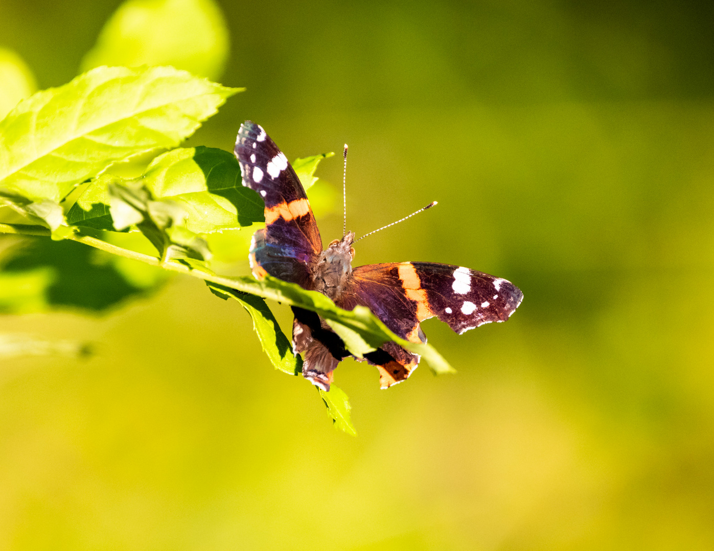 Insekten-56867-20210812