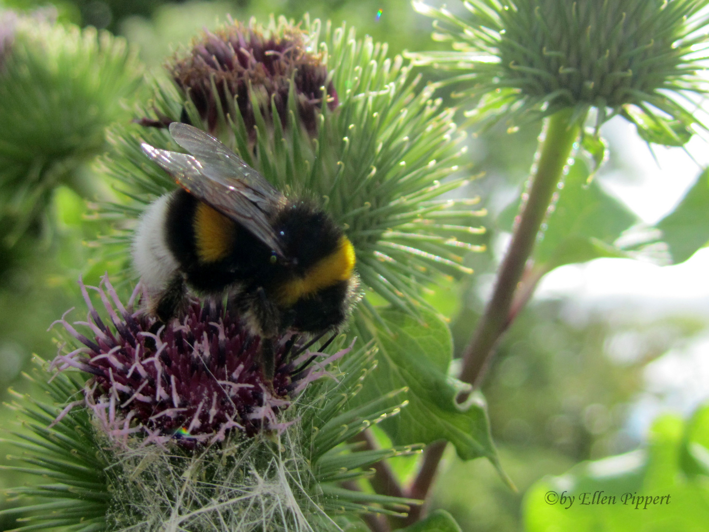 Insekten