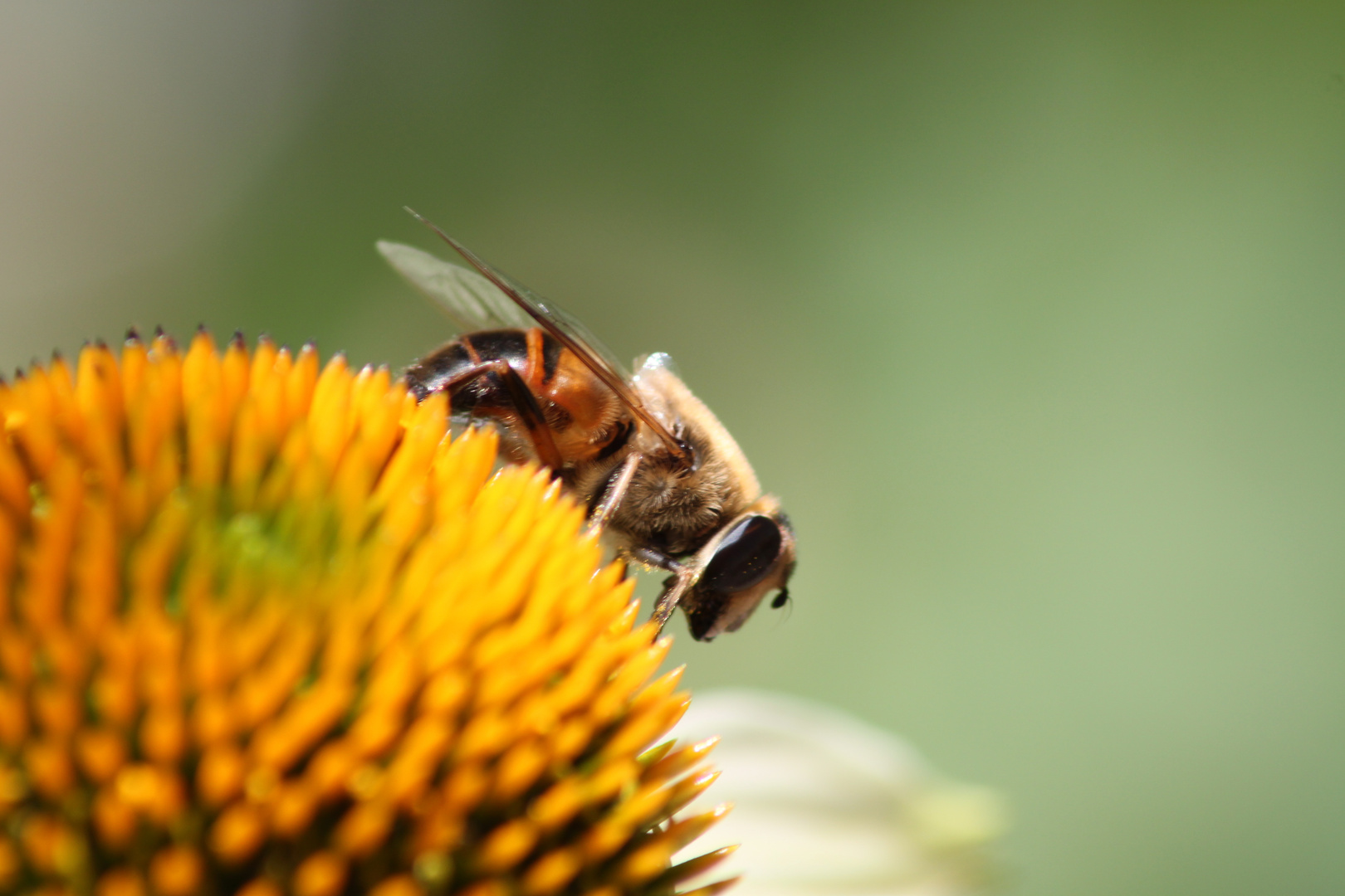 Insekten