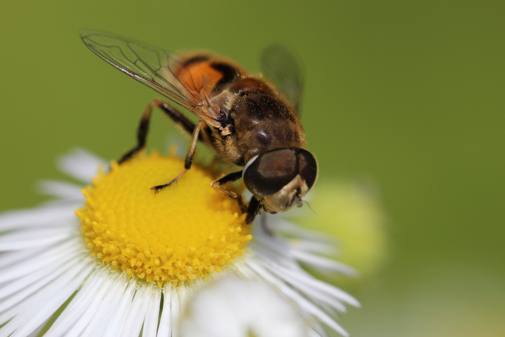 insekten:)