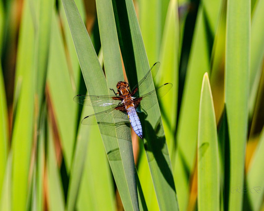 Insekten-74389-20220515