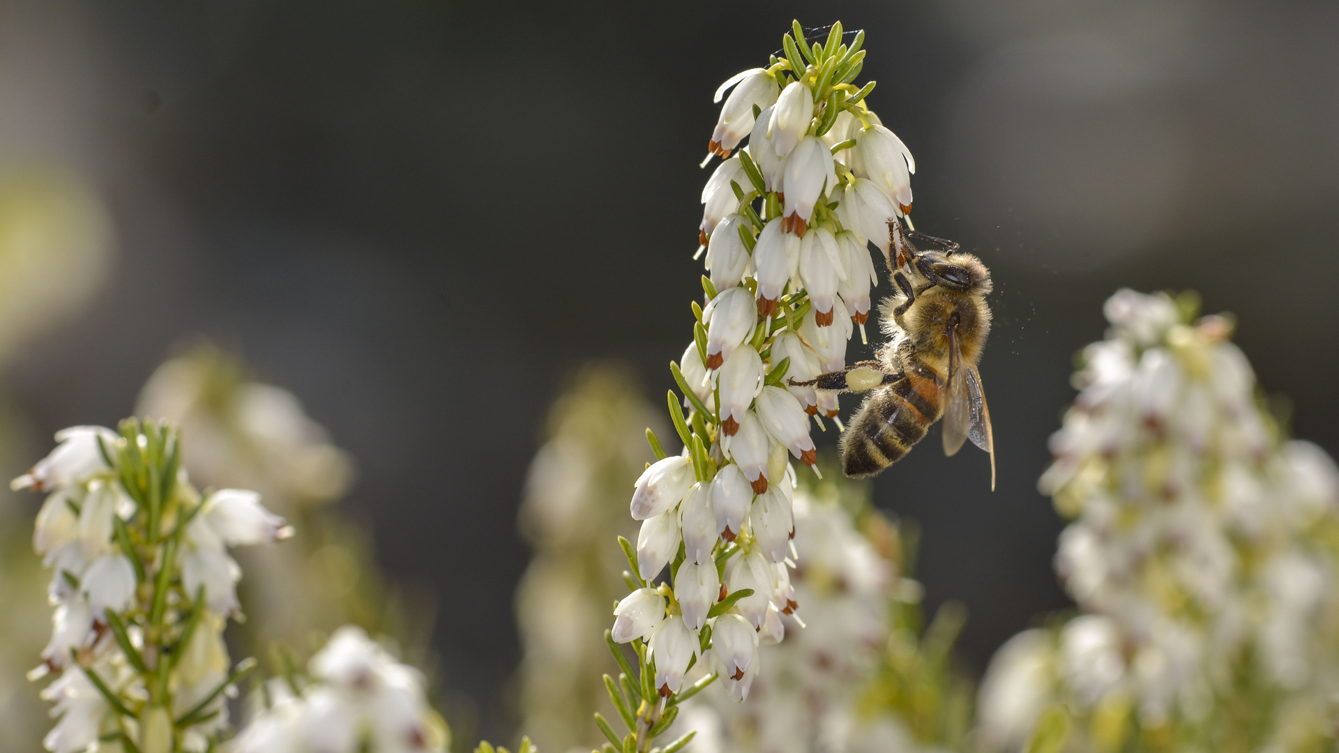 Insekten