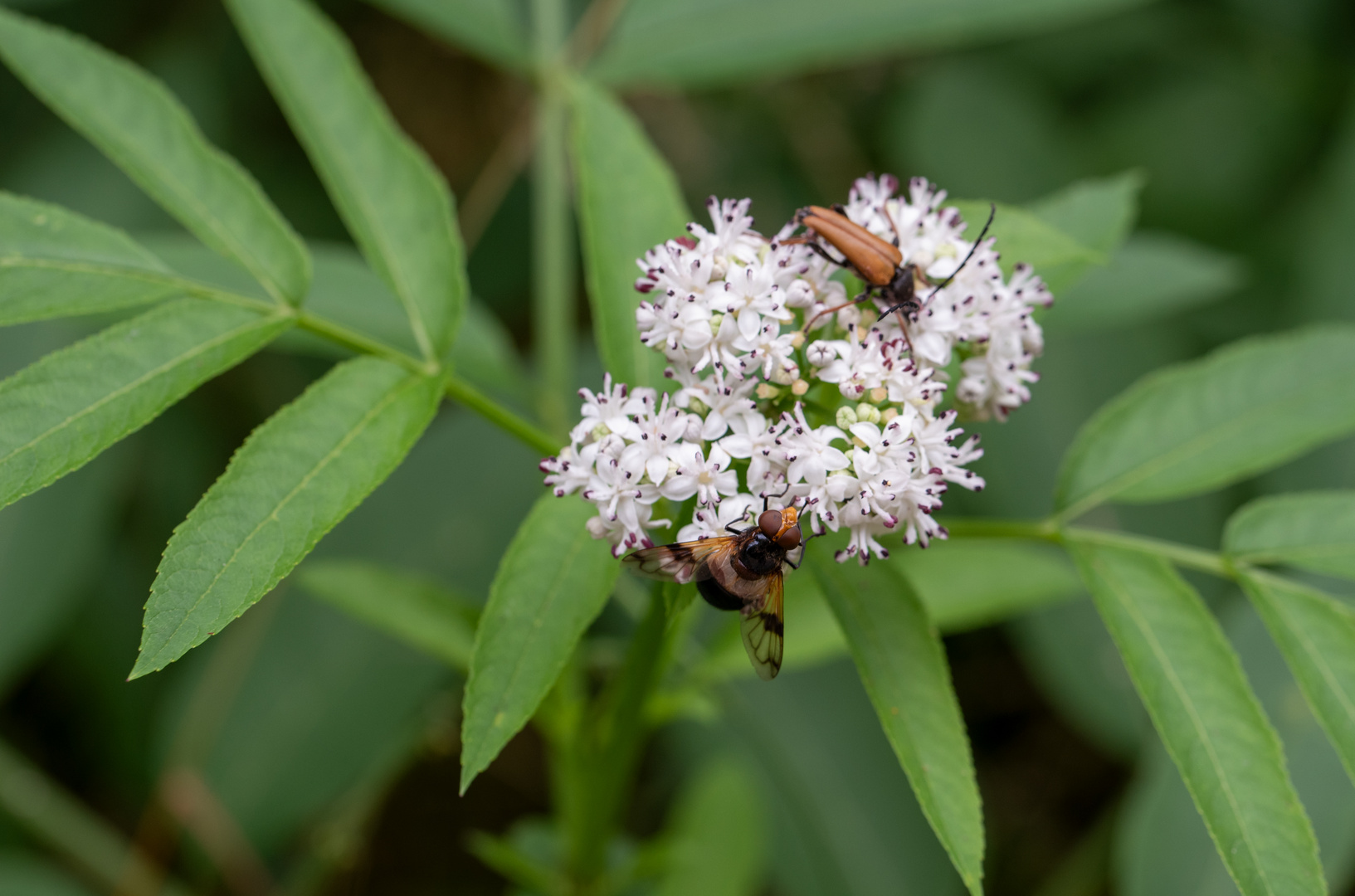 Insekten