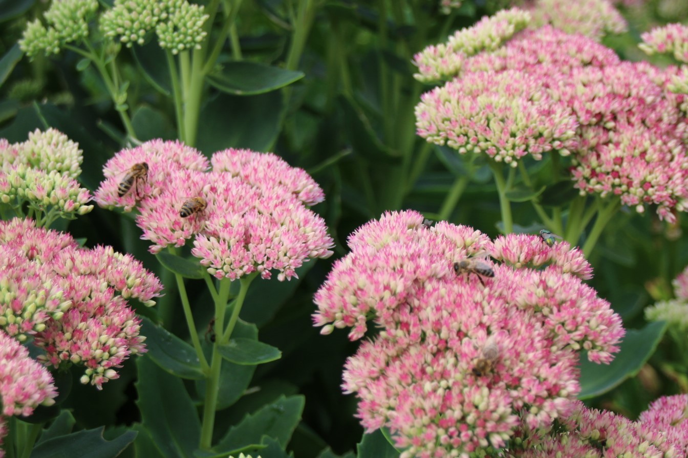 Insekten