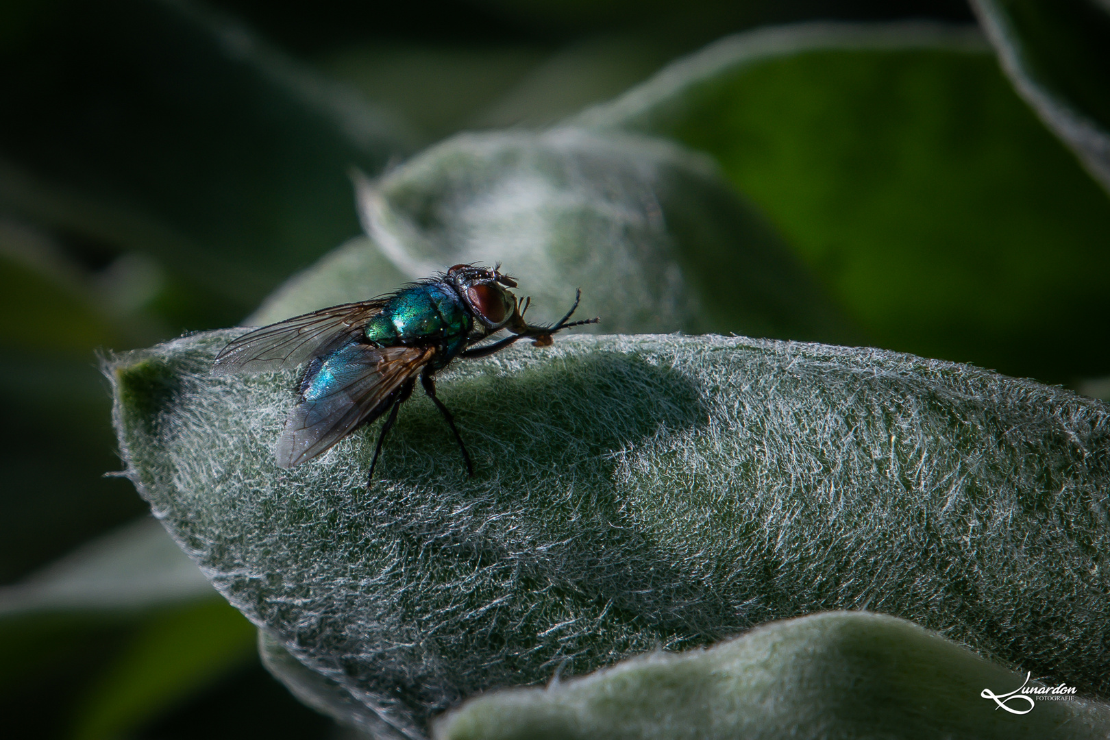 Insekten-9653