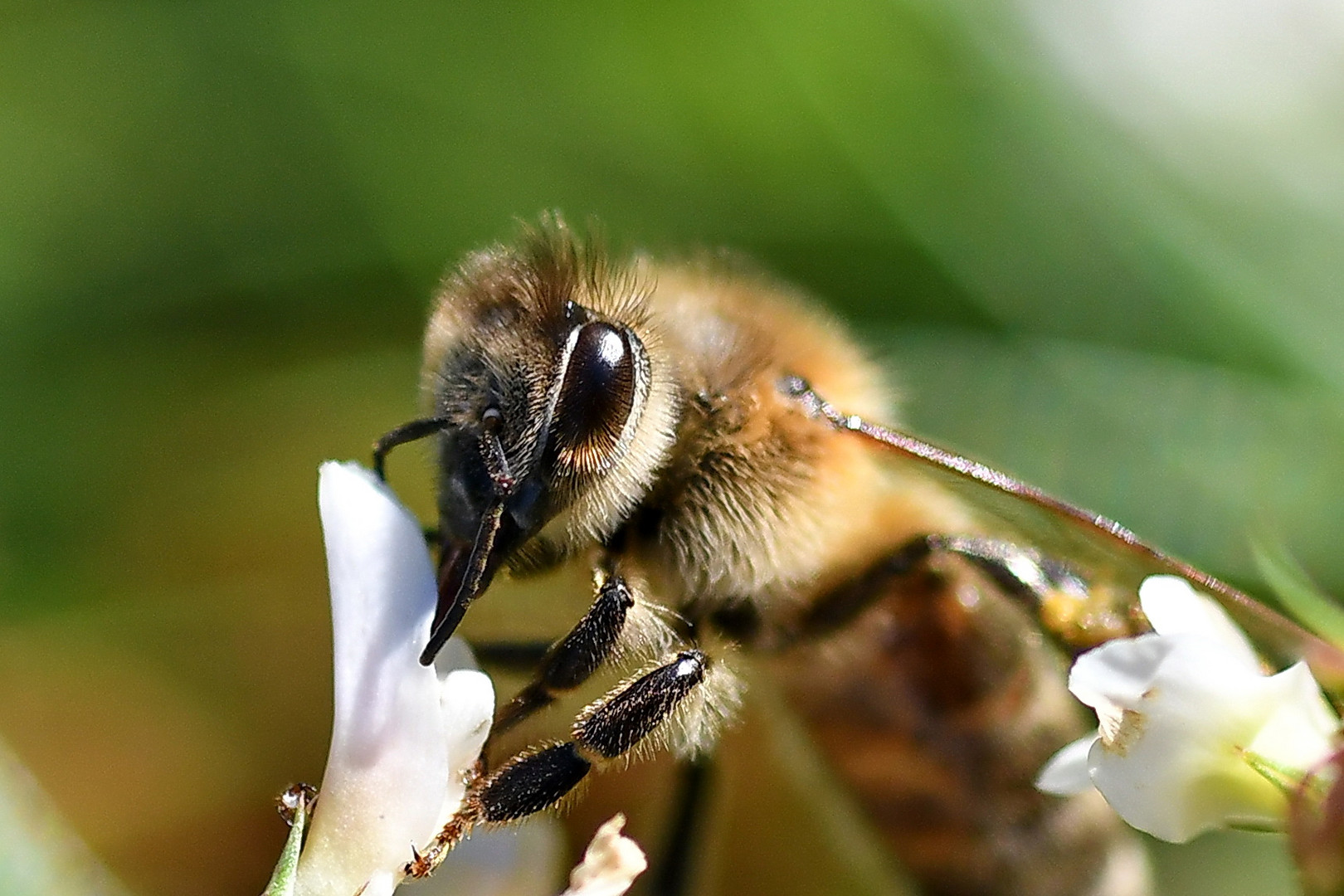 Insekten