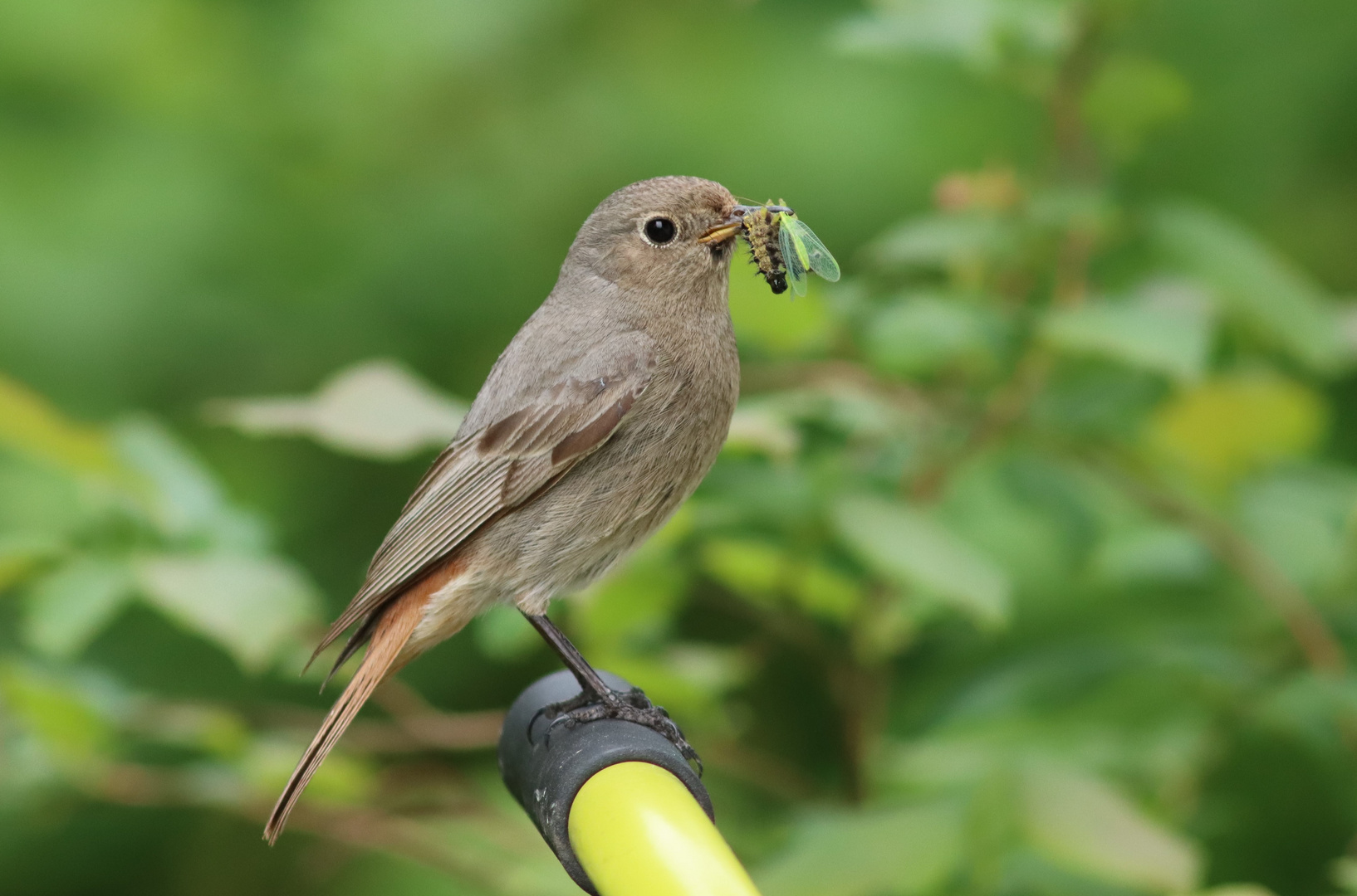 Insekten