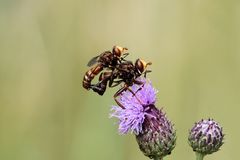 Insekten