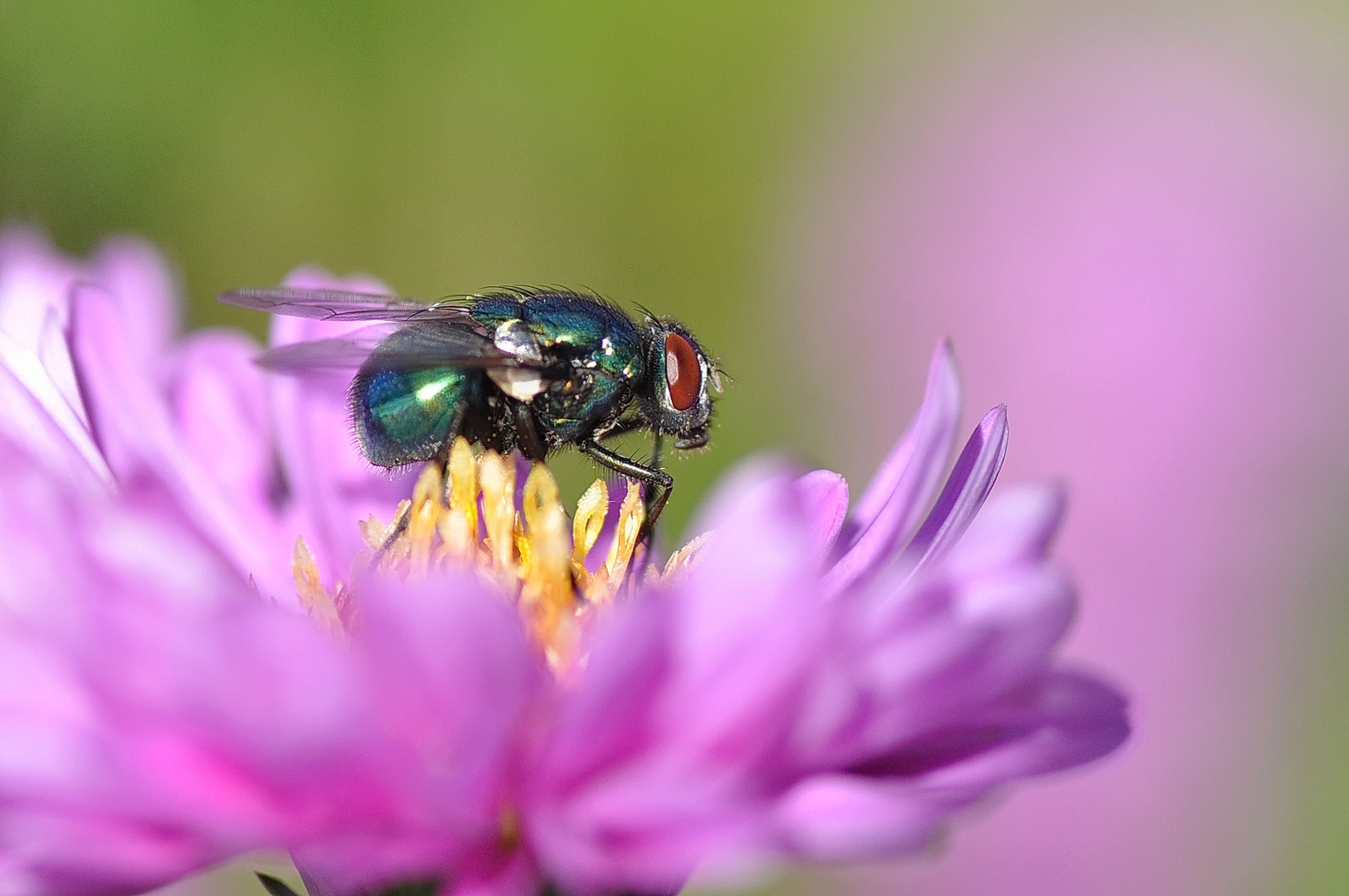 Insekten