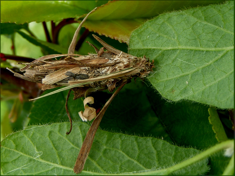 Insekten als Baumeister