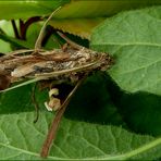 Insekten als Baumeister