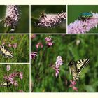 Insekten am Geroldsee