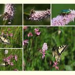 Insekten am Geroldsee