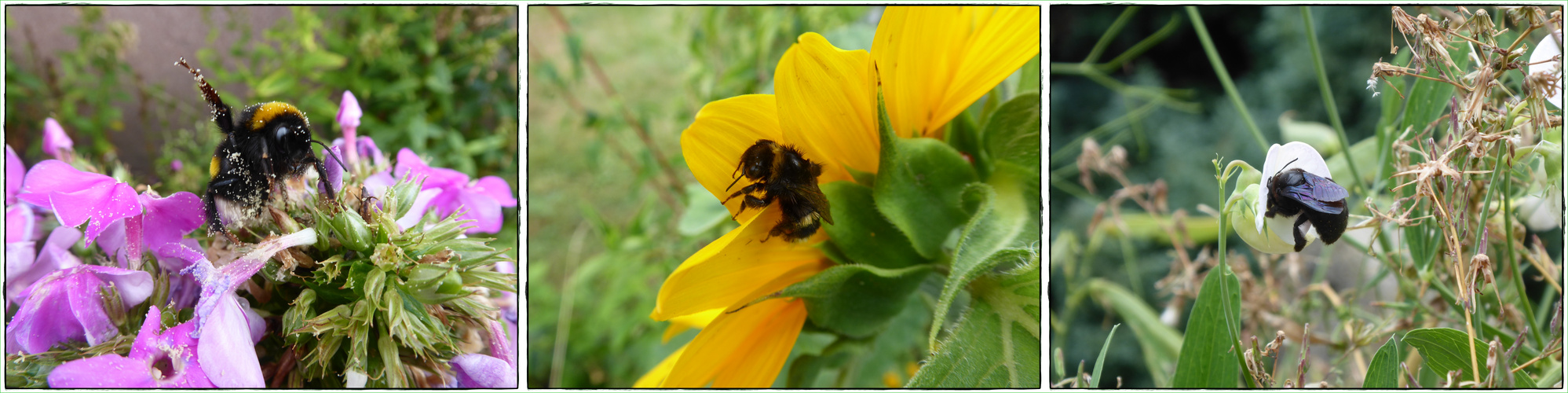 Insekten am Morgen