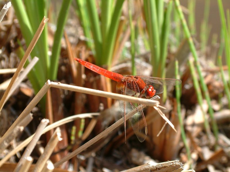 Insekten am Teich Makroaufnahme Foto & Bild tiere, wildlife