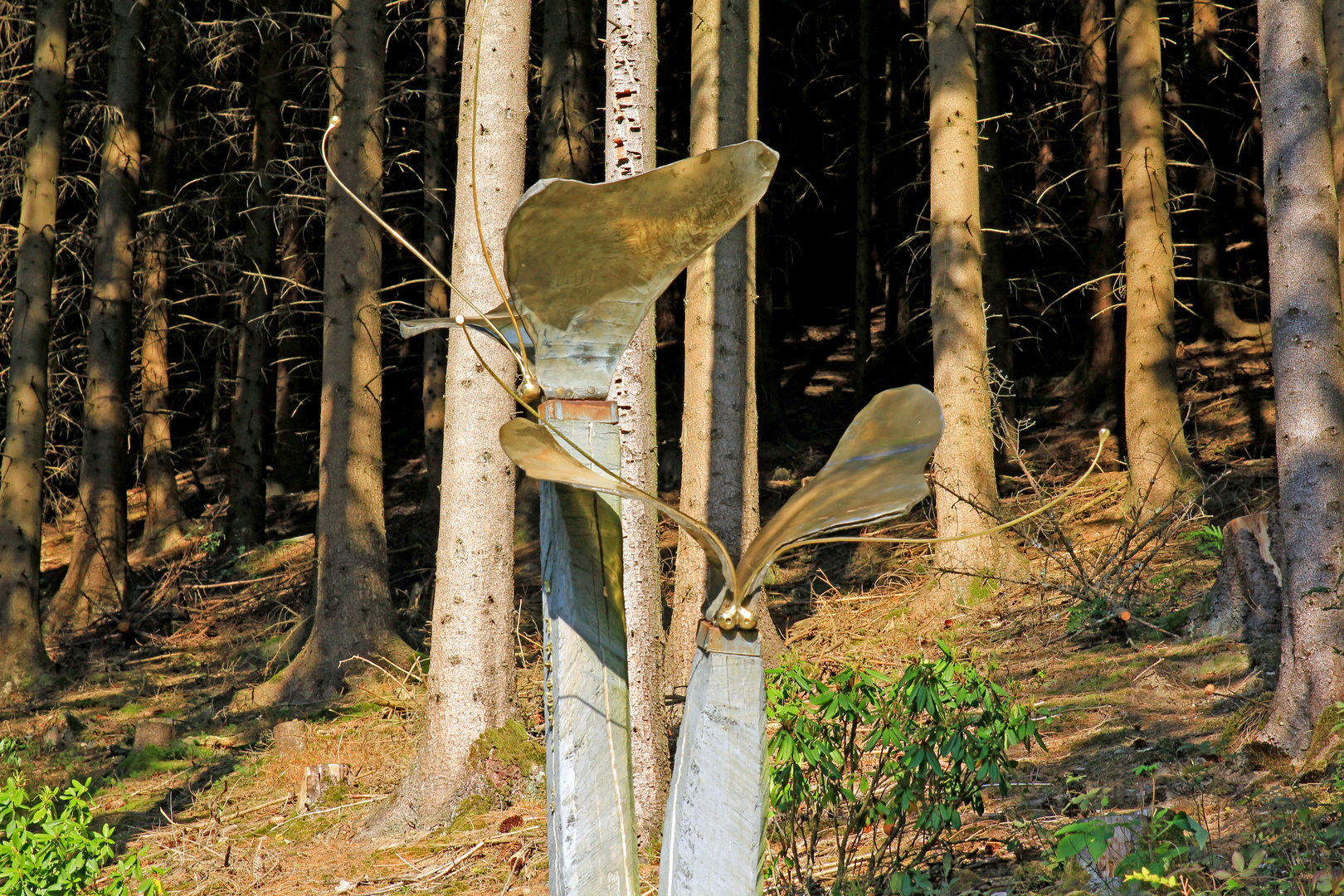 Insekten am Waldrand im Skulpturenpark Klute-Waldemai in Schmallenberg-Niedersorpe 