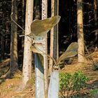 Insekten am Waldrand im Skulpturenpark Klute-Waldemai in Schmallenberg-Niedersorpe 