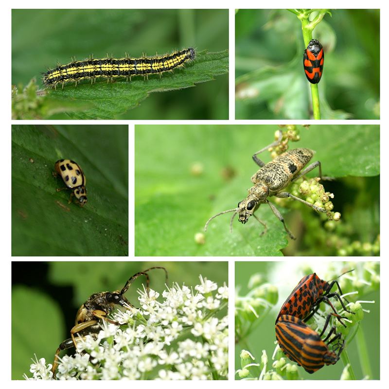 Insekten am Wegesrand