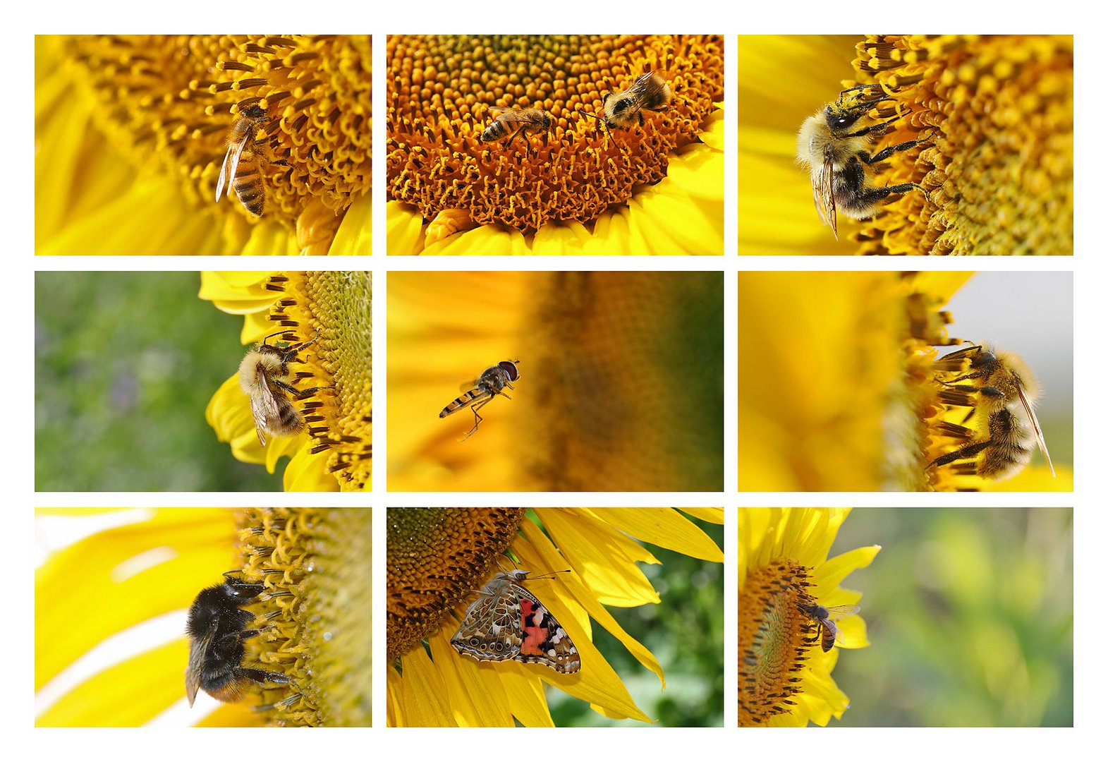 Insekten an der Sonnenblume