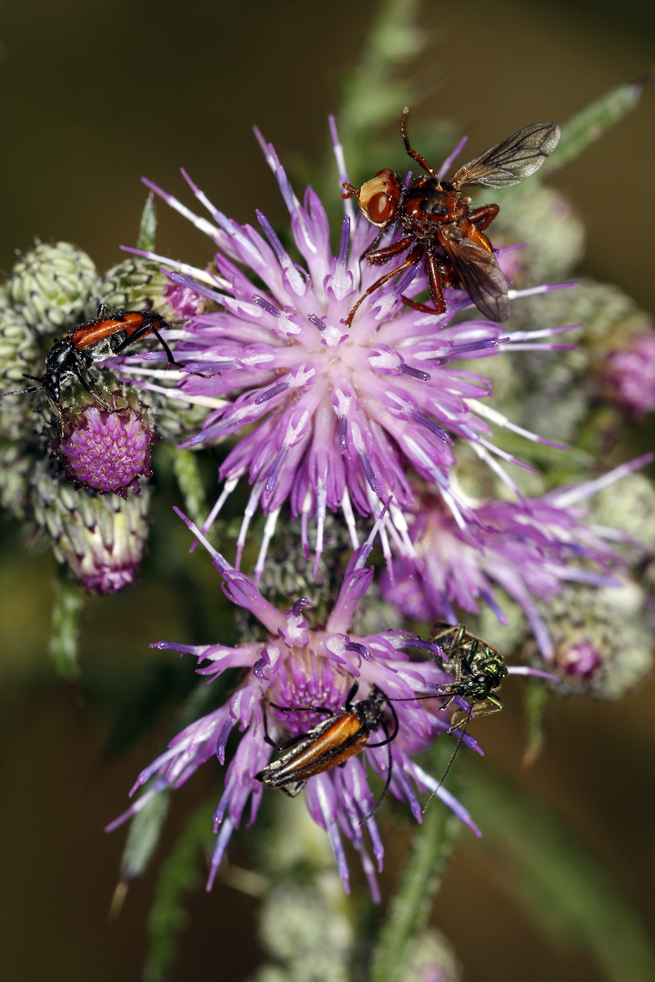 Insekten an Diestelgewächs