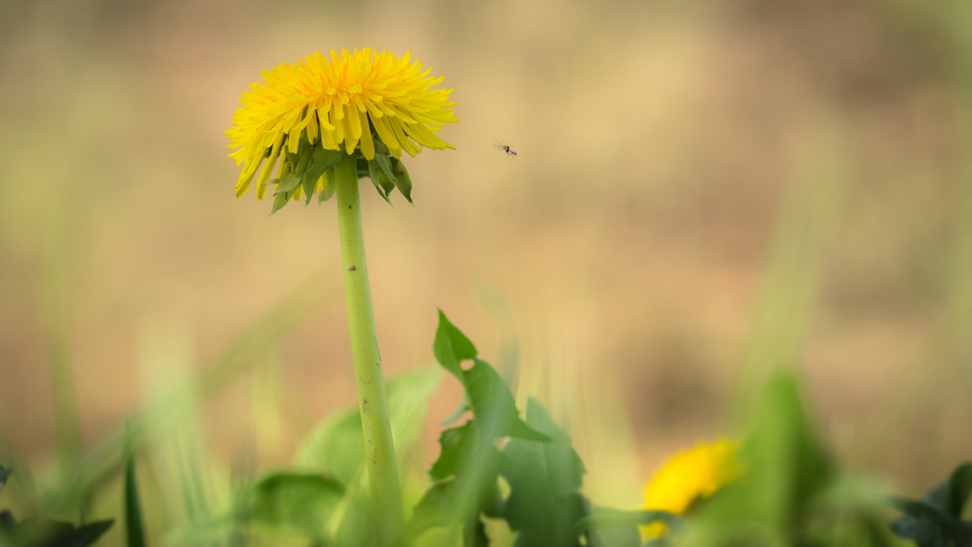 Insekten Anflug..