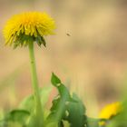 Insekten Anflug..