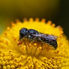 Insekten auf Blumen