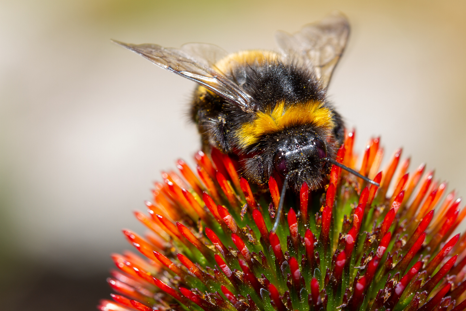 Insekten auf Blumen