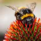 Insekten auf Blumen